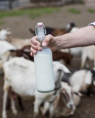Flexo Carpo Blanco 1 leche embotellada pasteurizada de cabra de origen local
